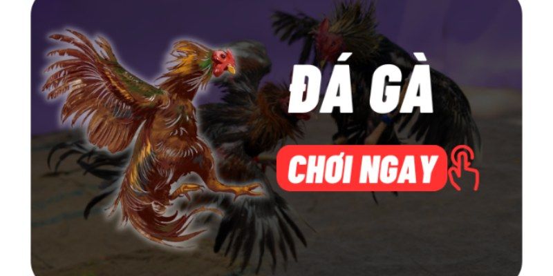 Alo789 Đá Gà Bí Kíp Thắng Lớn & Rủi Ro Tiềm Tàng